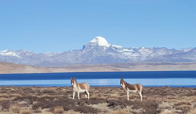 Mount Kailash