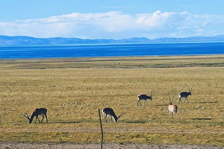 Ngari Tour
