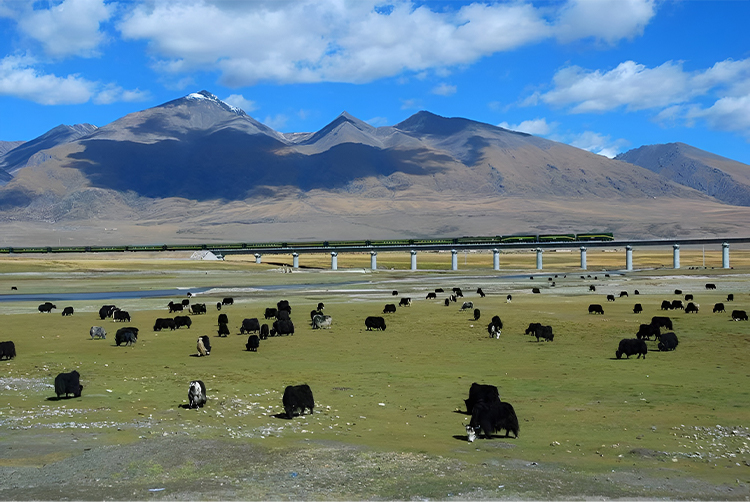 Tibet Train tour