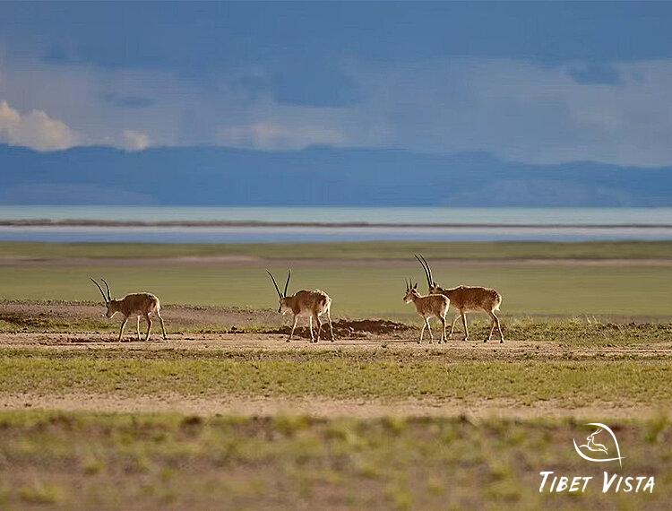 tibetan antelope