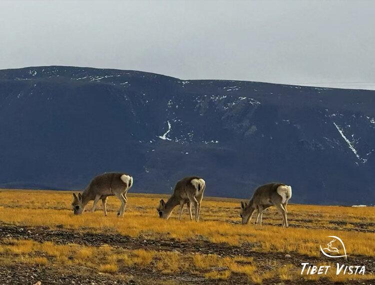 tibetan antelope