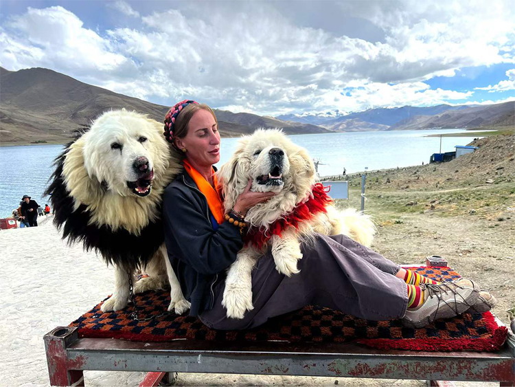 Tibetan Mastiffs