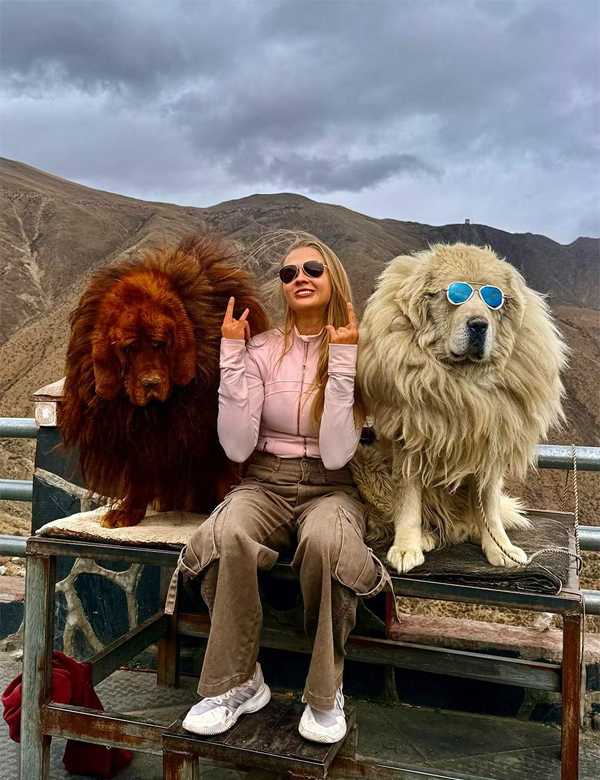 Tibetan Mastiffs