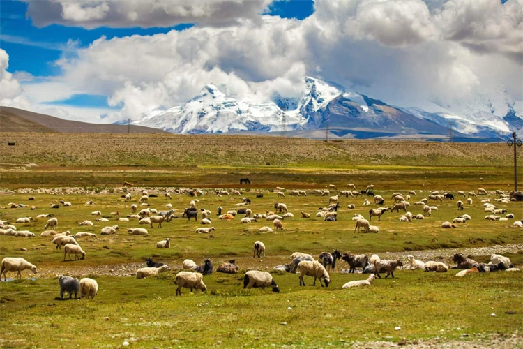 wide-open grasslands