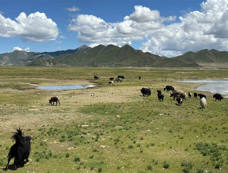 the wildlife of Tibet