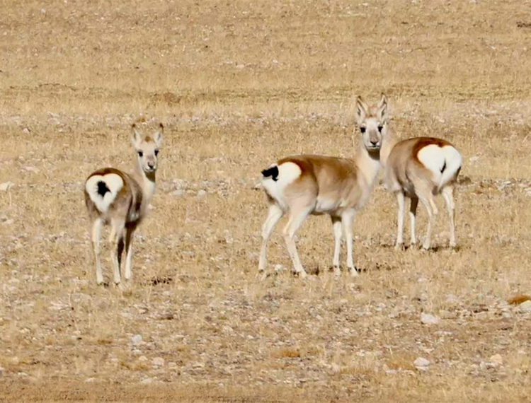 the wildlife of Tibet