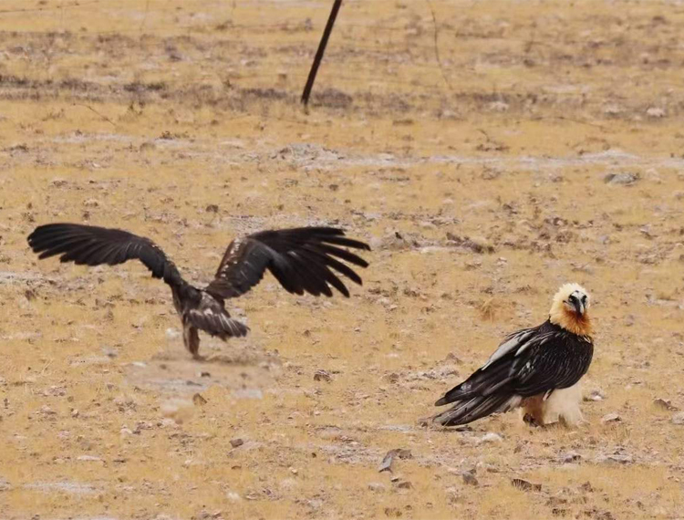 the wildlife of Tibet