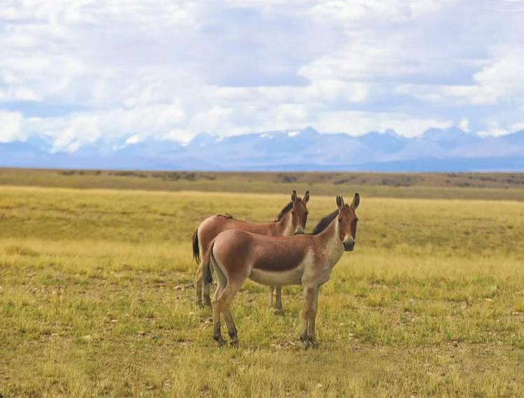 the wildlife of Tibet
