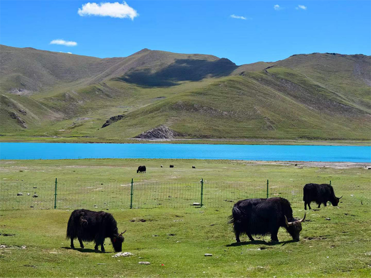 Yamdrok Lake
