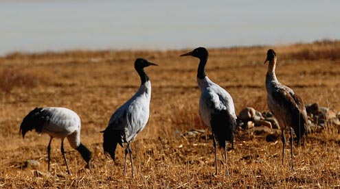 Black Necked Cranes at the Side of Kyichi River