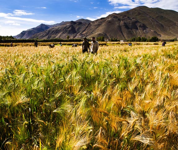 Barley Farmland in Shigatse