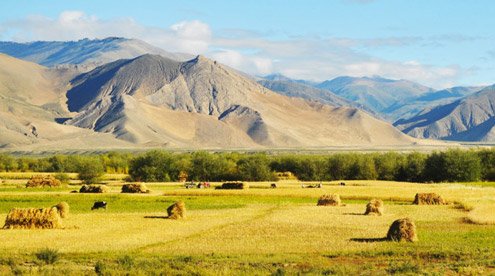 Harvest of Highland Barley in Gyantse