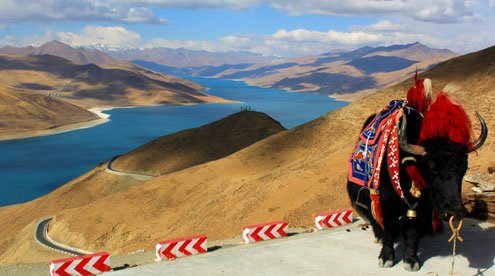 Stunning Yamdrok Lake and Tibetan Yak