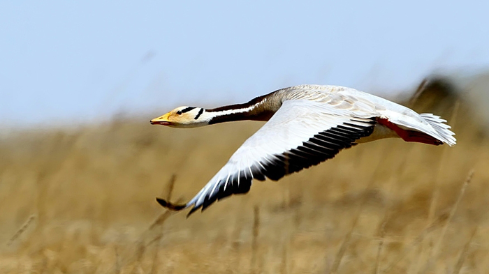 Bar-headed Geese Fly over Mount Everest