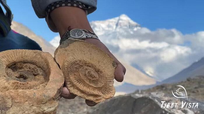 Marine fossils discovered near Mount Everest