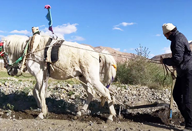 You also have the opportunity to experience farm work alongside local villagers.