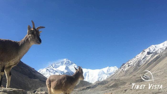 Wildlife near Tibet Everest Base Camp