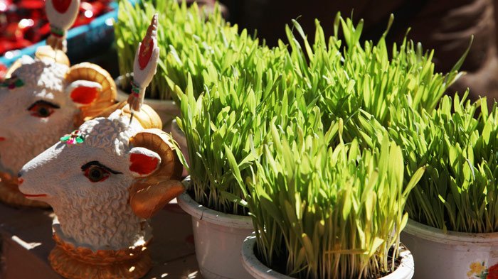 sheep head and barley sprouts  tromzikhang market 