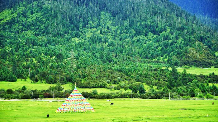 Lulang Forest in Nyingchi