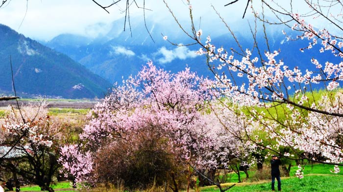 Peach Blossom Festival in Nyingchi