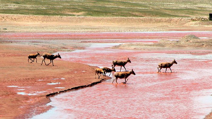 tibetan antelopes