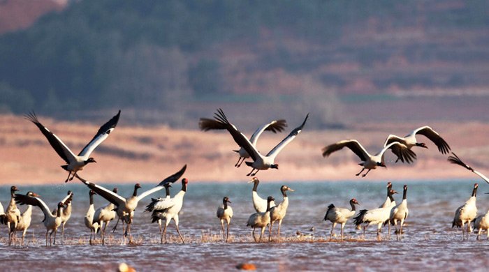migratory black-necked cranes in Lhasa valley
