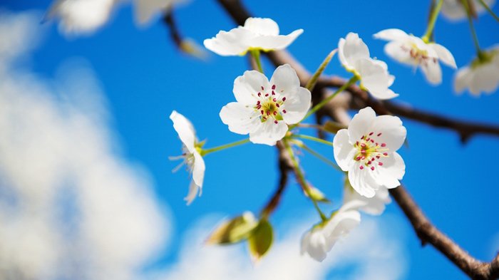 close-up of pear blossom in jinchuan