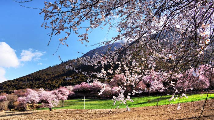 nyingchi peach blossom