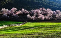 Enjoy the Paradise of Peach Blossoms in Nyingtri in 2026/2027