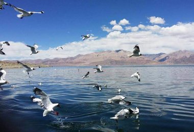 Pangong Tso is the highest birds' habitat in the world.