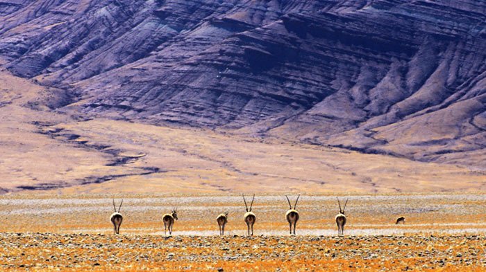 tibetan antelopes in Ngari