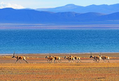 Tibetan antelopes running freely in Changthang grassland of Gégyé County.