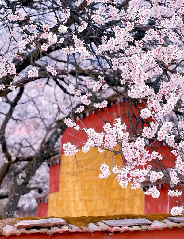 Nyingchi Peach Blossom