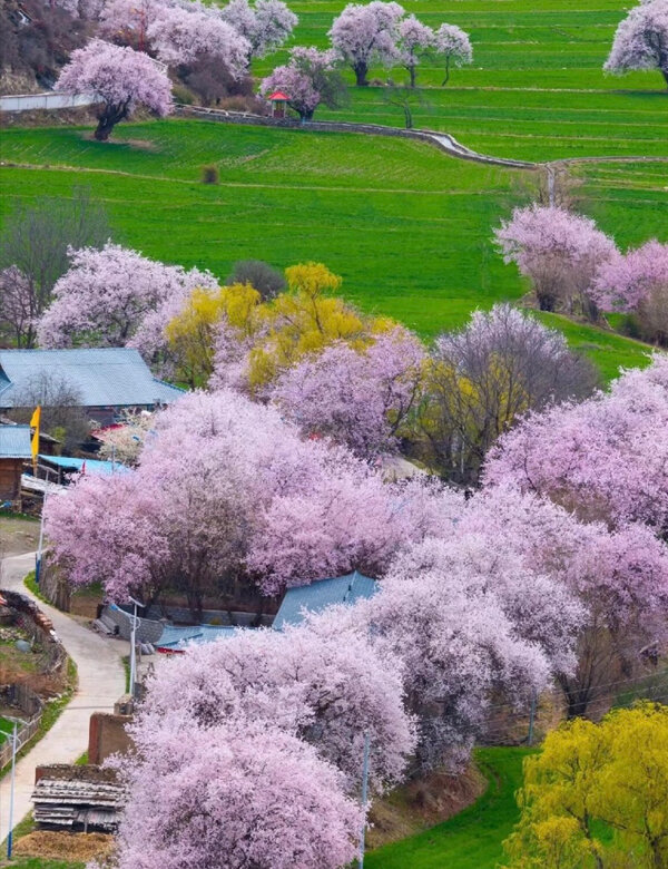Nyingchi Peach Blossom