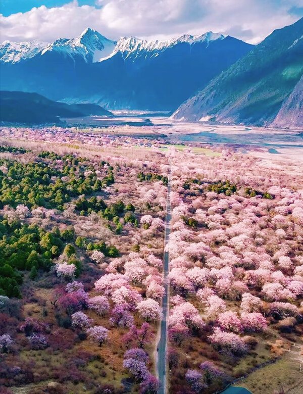 Nyingchi Peach Blossom