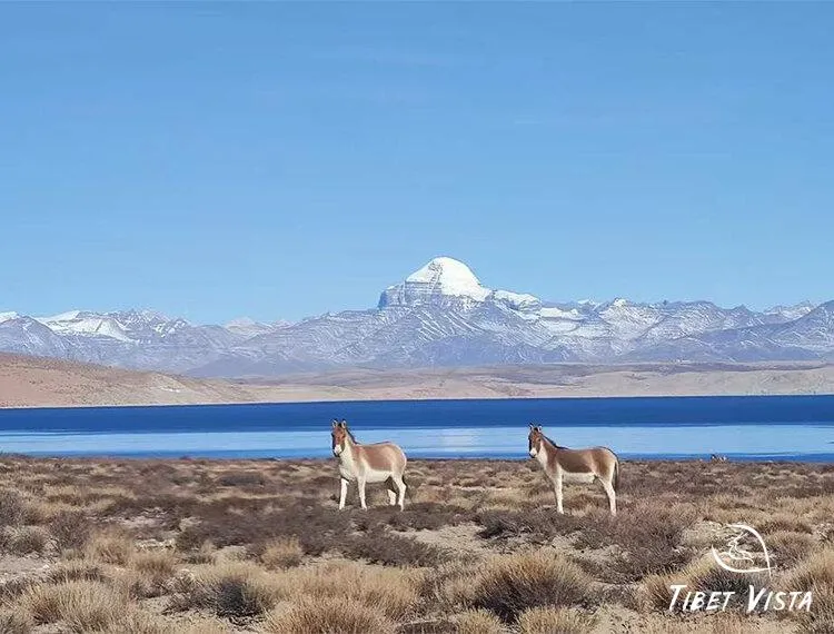 Lake Manasarovar