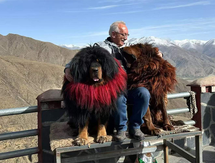 Meet the Tibetan Mastiff