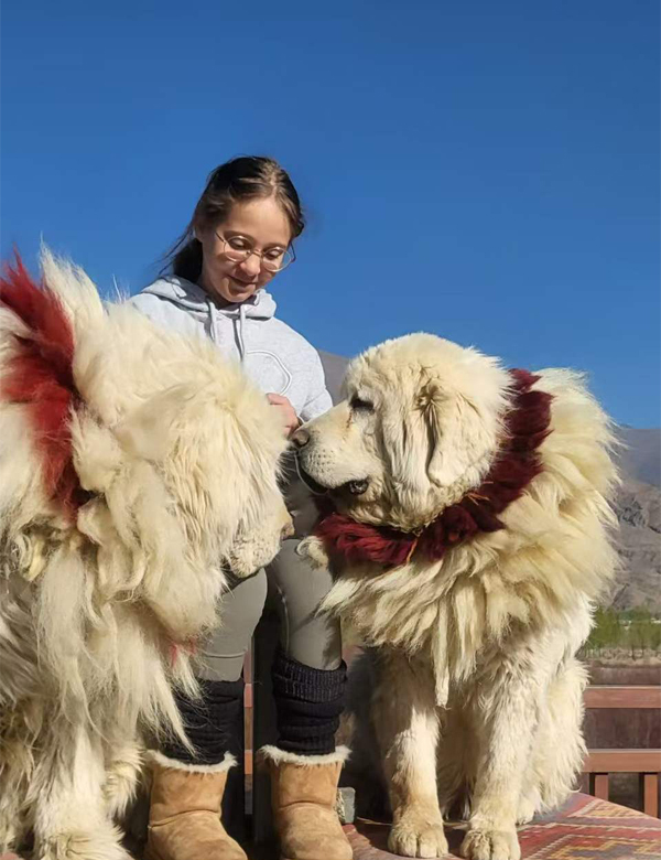 Meet the Tibetan Mastiff