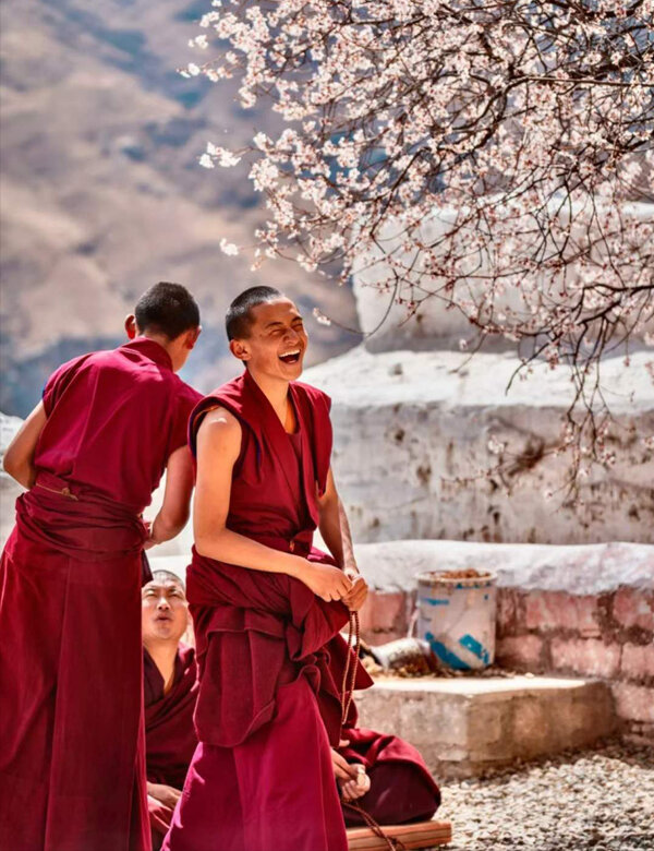 blooming pink peach blossoms
