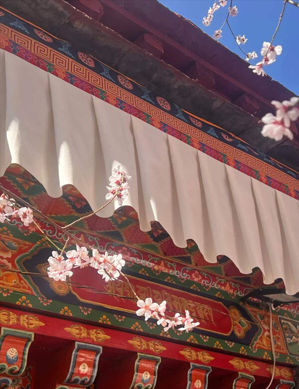 blooming pink peach blossoms