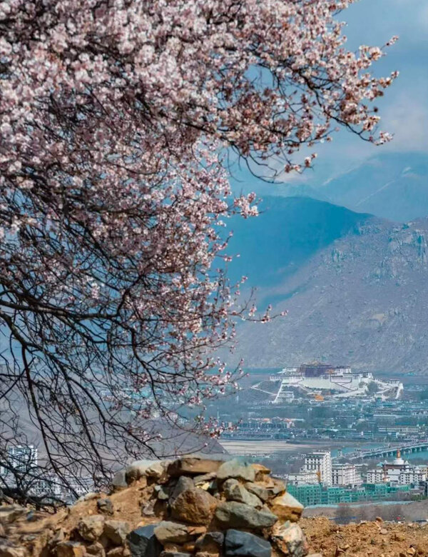 blooming pink peach blossoms