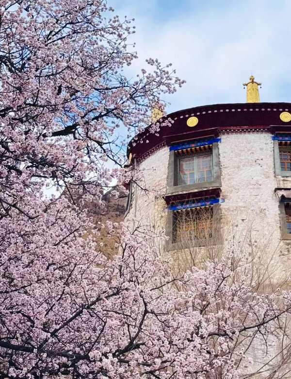 blooming pink peach blossoms