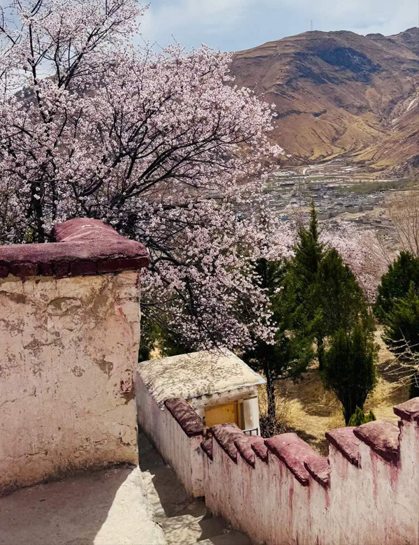 blooming pink peach blossoms