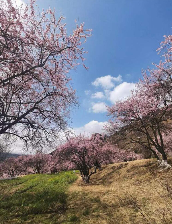 Peach blossoms in Nyingchi