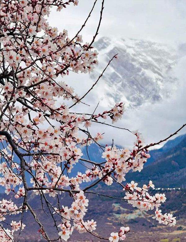 Peach blossoms in Nyingchi