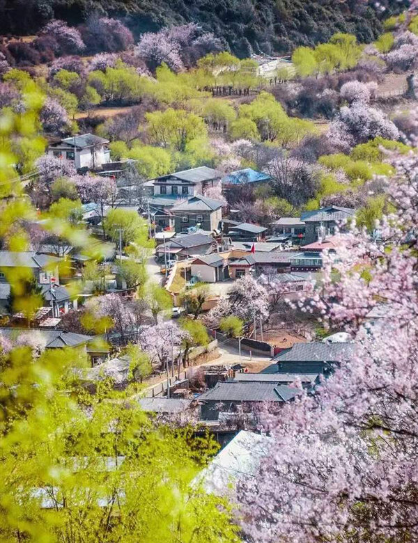Peach blossoms in Nyingchi