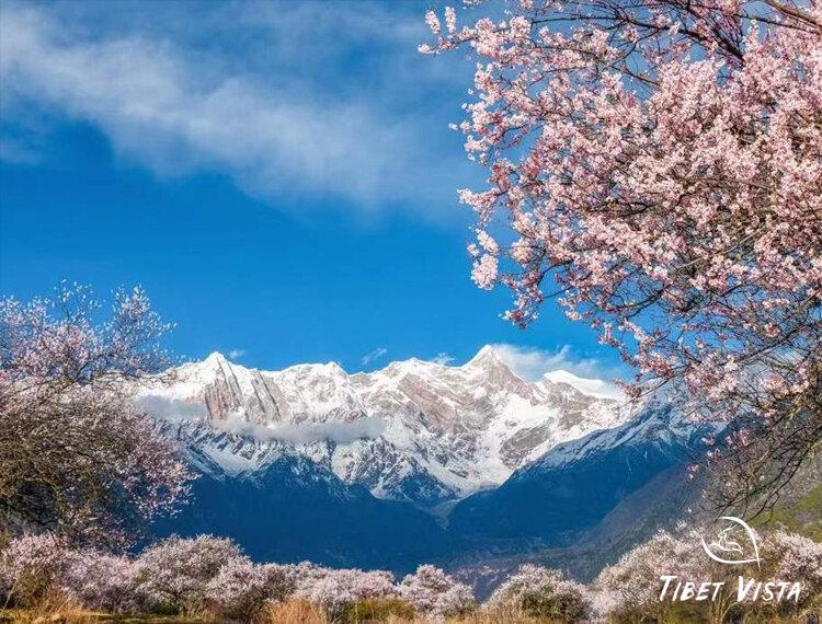 Peach blossoms in Nyingchi