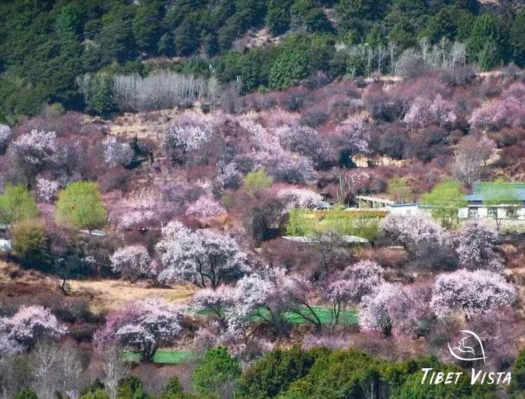 Peach blossoms in Nyingchi