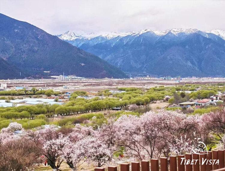 Peach blossoms in Nyingchi