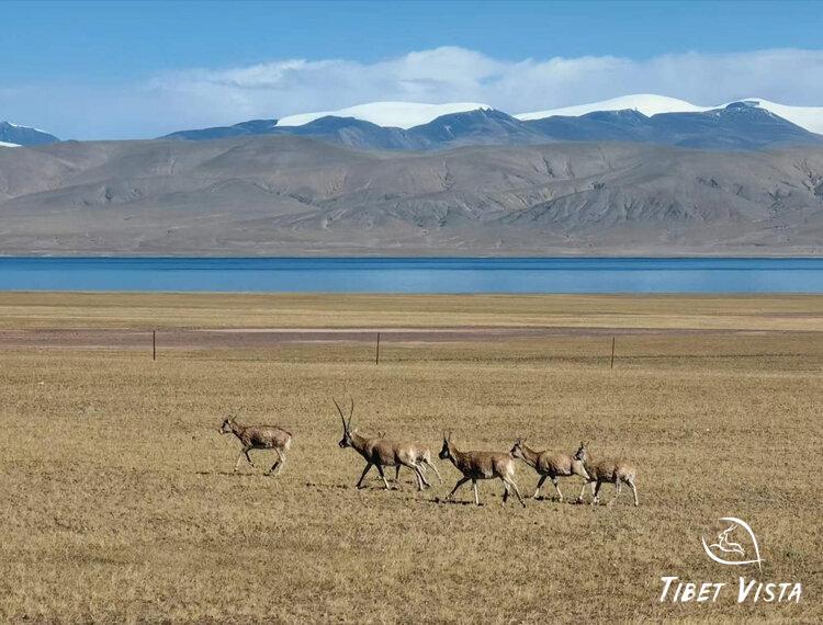 the world's highest railway